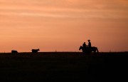 Two riders on horseback silhouetted against a sunset sky with cows in the foreground.