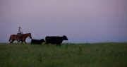 A cowboy riding a horse alongside black cattle in a grassy field during twilight.