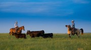 Two cowboys on horseback herding cattle in a grassy field under a blue sky.