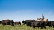 Cowboy with cattle