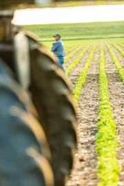 A farmer standing in a field, observing rows of crops with tractor tires in the foreground.
