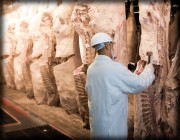 Worker in a white coat and hard hat inspecting meat carcasses in a processing facility.