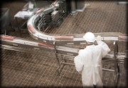 Worker in a white coat and hard hat monitoring a conveyor belt in a food processing plant.