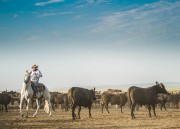 A cowboy riding a white horse in a field with black cattle grazing around.