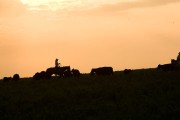 Silhouette of a cowboy riding a horse alongside grazing cattle against a sunset sky.