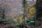 Green forestry machine operating in a forest with autumn foliage in the background.