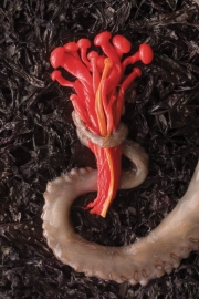 Octopus with red dyed mushrooms