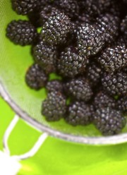 BLACKBERRIES in green bowl 67
