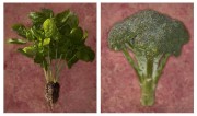 Fresh broccoli and spinach plants displayed side by side with visible roots and leaves.