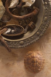 Collection with turtle shell